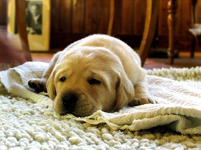 golden lab resting on rug